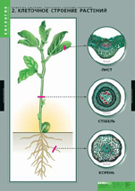 Вещества растений. Клеточное строение (12 шт.)