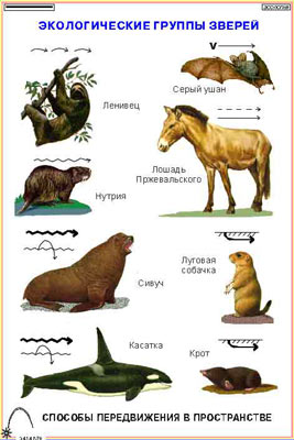 Зоология. Млекопитающие (16 пленок)