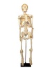 Скелет человека на штативе (85 см)