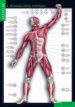 Строение тела человека (10 табл. + 80 карточек)